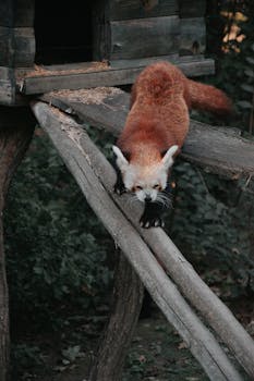A red panda gracefully walks on wooden beams surrounded by lush greenery in Hungary.
