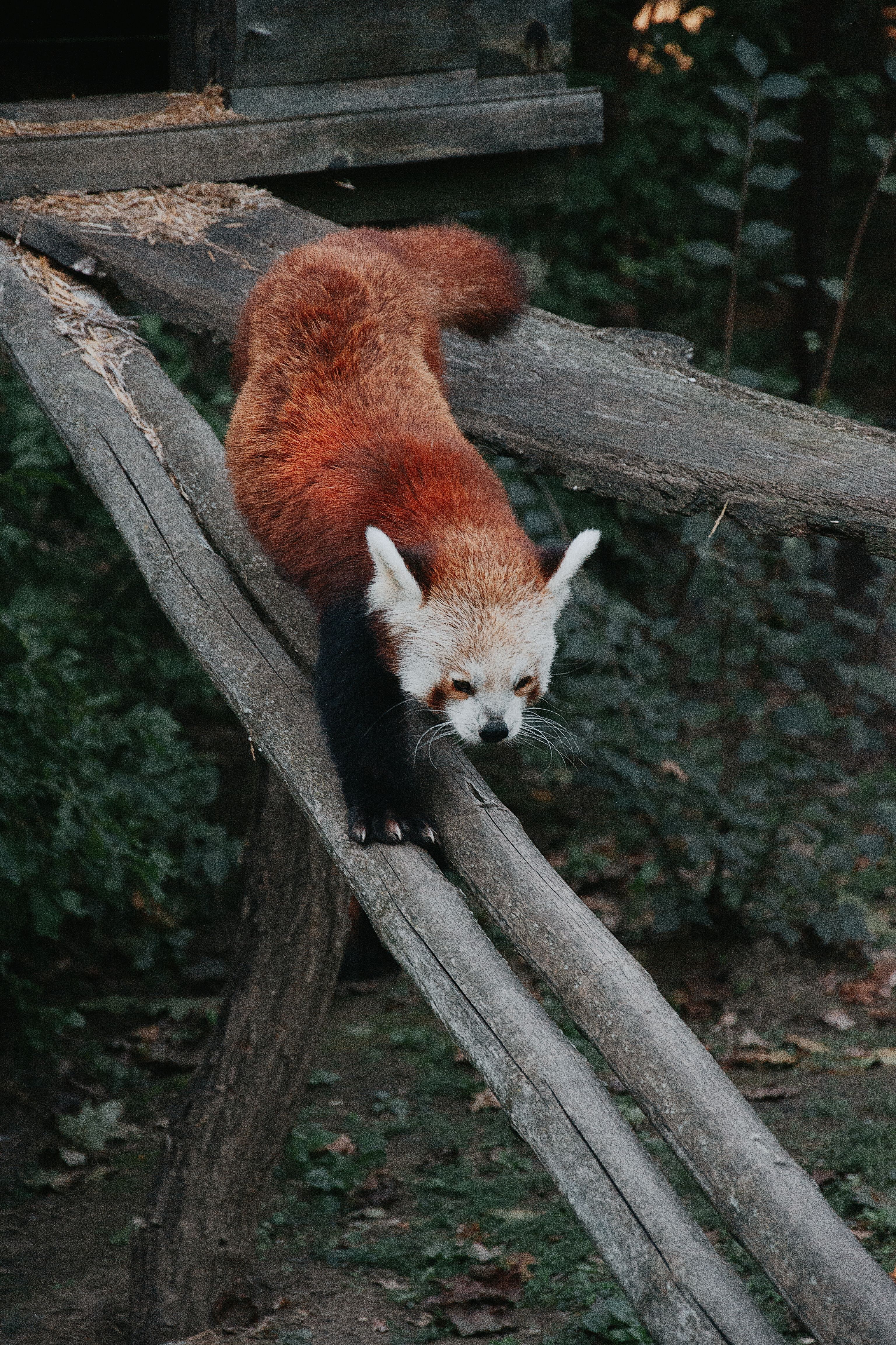 Fotomural Panda rojo balanceándose en una rama, rodeado de follaje en el hábitat del zoológico de Hungría.