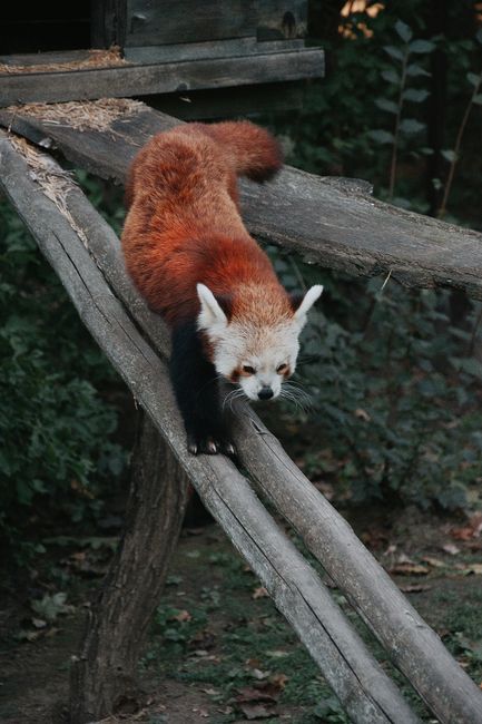 Fotomural Panda rojo balanceándose en una rama, rodeado de follaje en el hábitat del zoológico de Hungría.