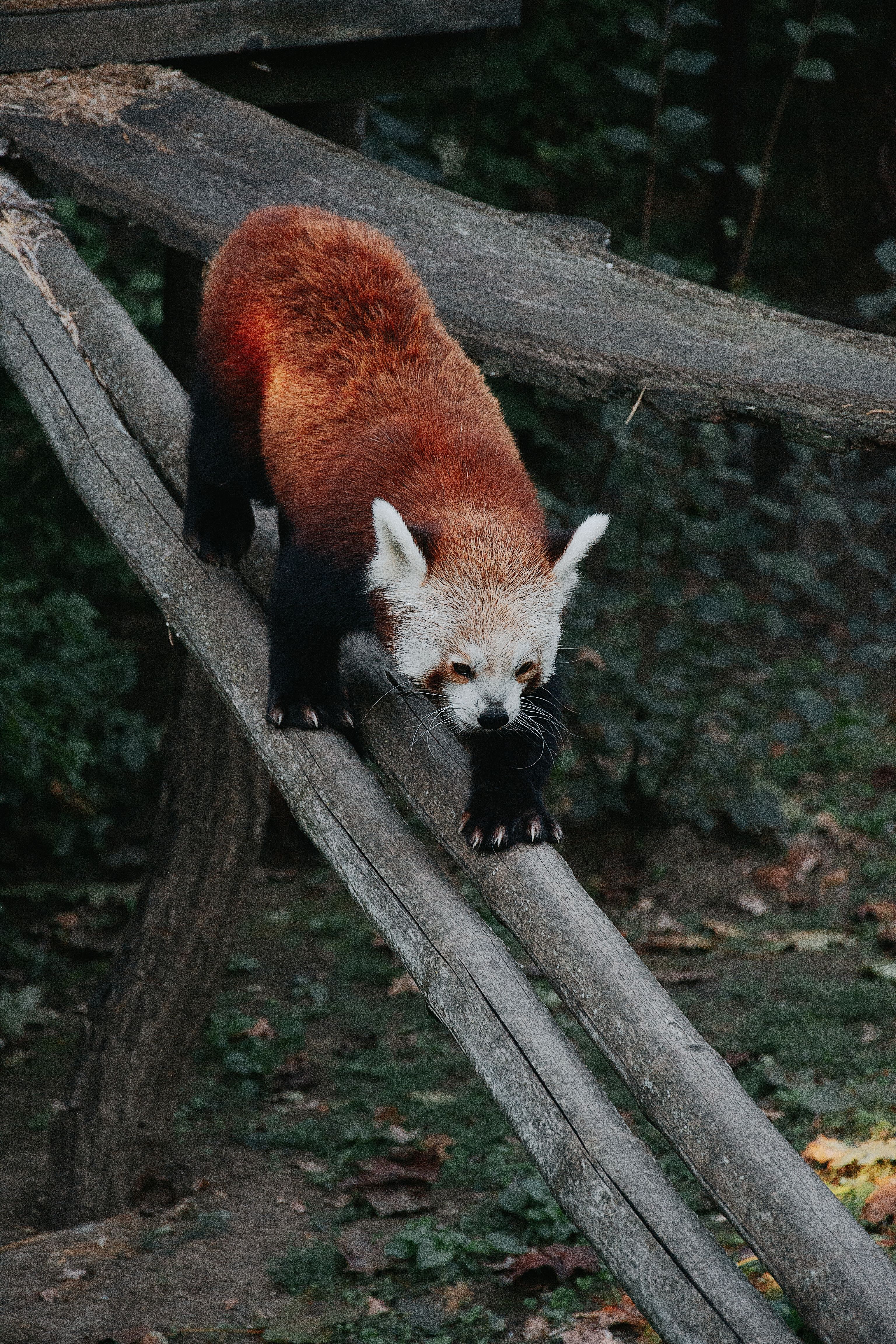 Panda Roux Marchant Sur Une Poutre En Bois Dans Un Zoo De Hongrie ...