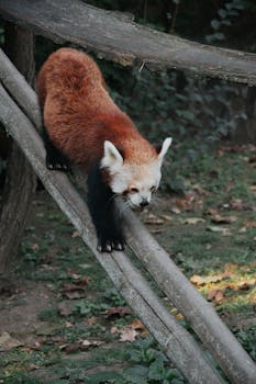 A red panda gracefully descends a wooden structure surrounded by foliage.