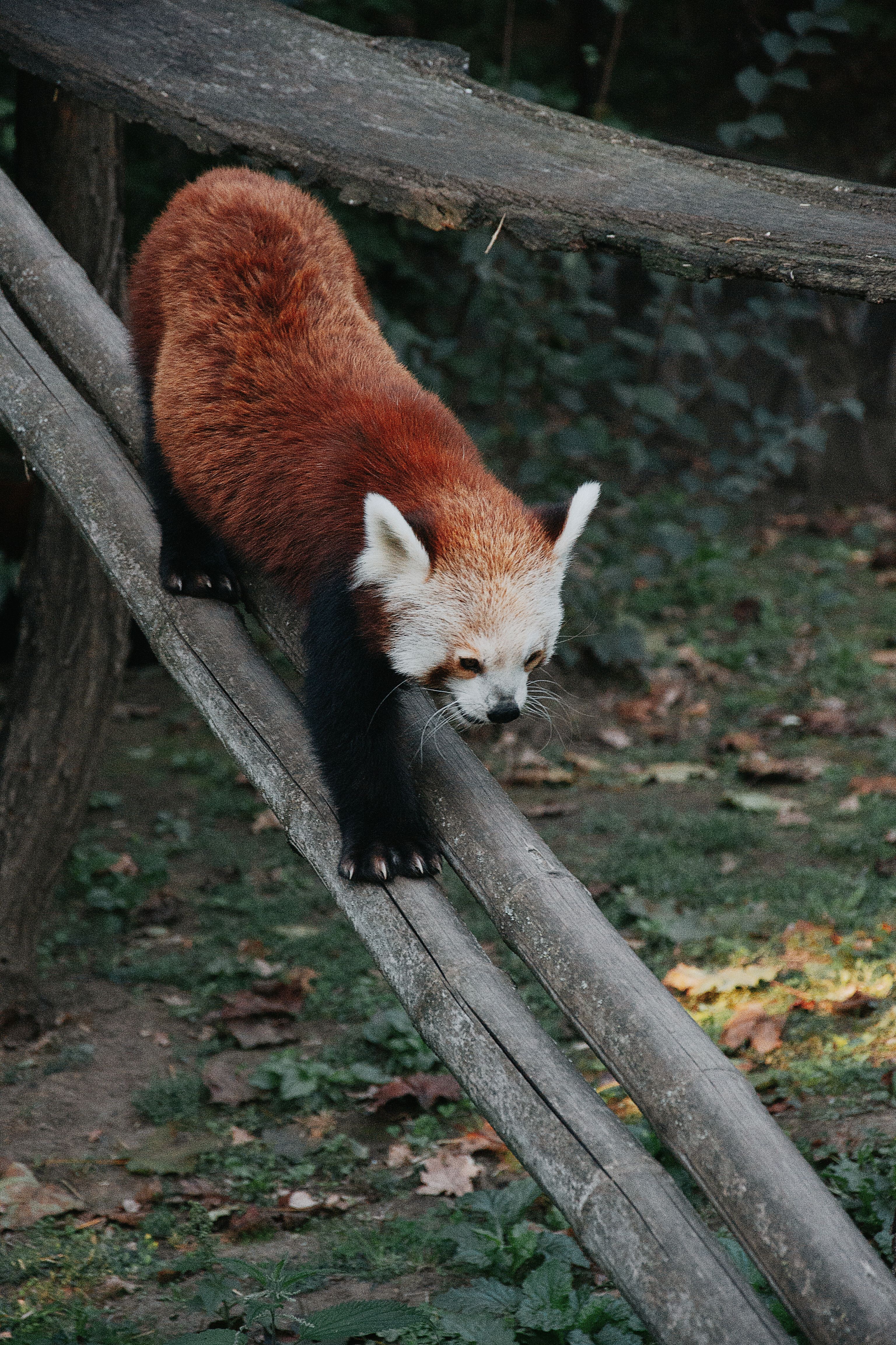 Adorable Red Panda Climbing on Wooden Structure · Free Stock Photo