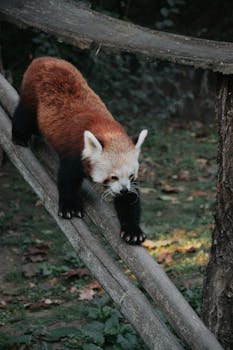Captivating image of a red panda climbing in Hungary's lush greenery, showcasing its natural grace.