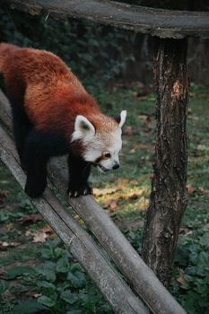 A playful red panda on a wooden structure in a Hungarian zoo.