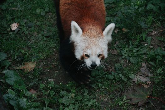 A red panda exploring its natural habitat surrounded by greenery in Hungary.