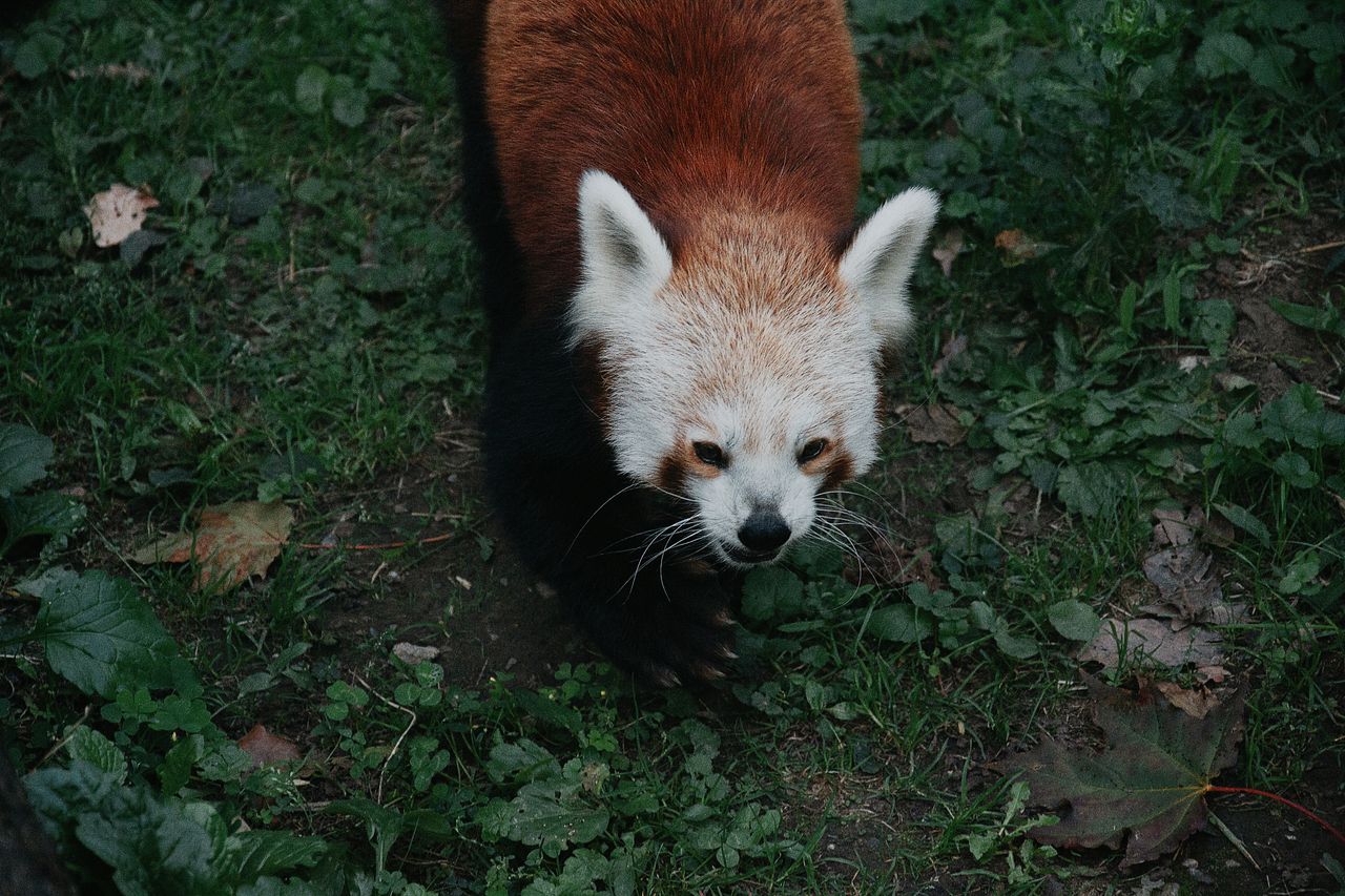 a red panda exploring its natural habitat surrounded by greenery in hu