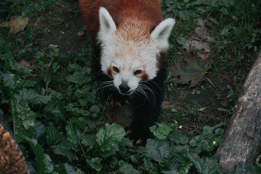 Explore this adorable red panda in a lush green setting at a Hungarian zoo.