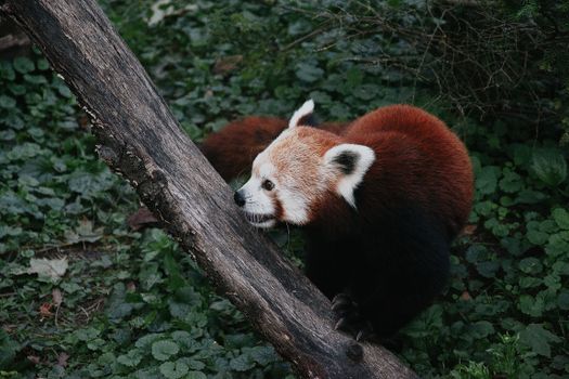A red panda curiously navigates a lush, wooded environment, showcasing its natural behavior.