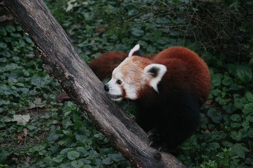 Free A red panda curiously navigates a lush, wooded environment, showcasing its natural behavior. Stock Photo