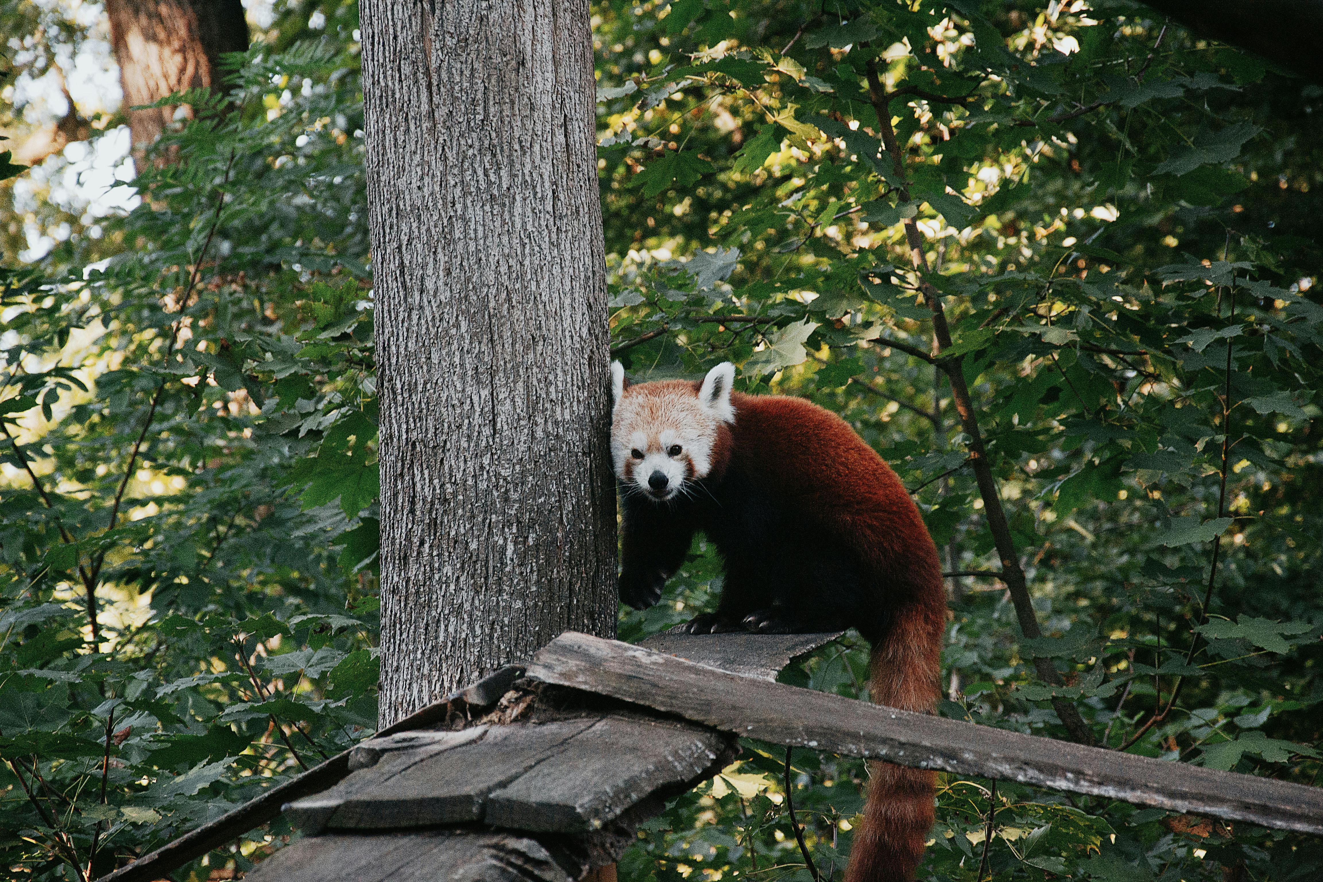 A serene red panda resting on wooden beams amidst a lush green forest in Hungary.