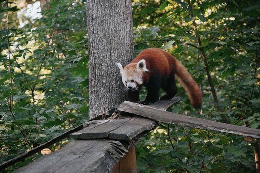 A red panda navigating a wooden structure amidst dense green foliage.