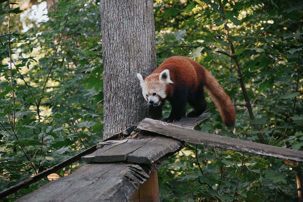 a red panda navigating a wooden structure amidst dense green foliage