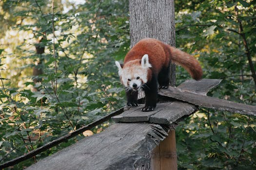 A curious red panda exploring a wooden structure amidst lush green foliage in a forest.