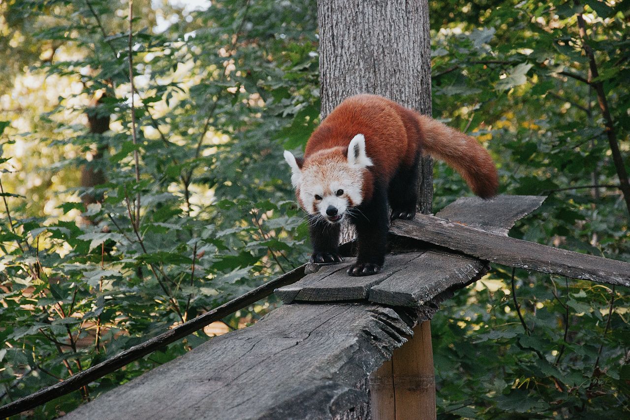 a curious red panda exploring a wooden structure amidst lush green fol