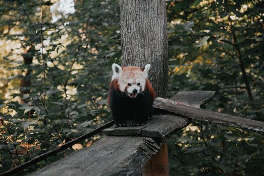 Captivating red panda perched on a log surrounded by lush forest vegetation in Hungary.