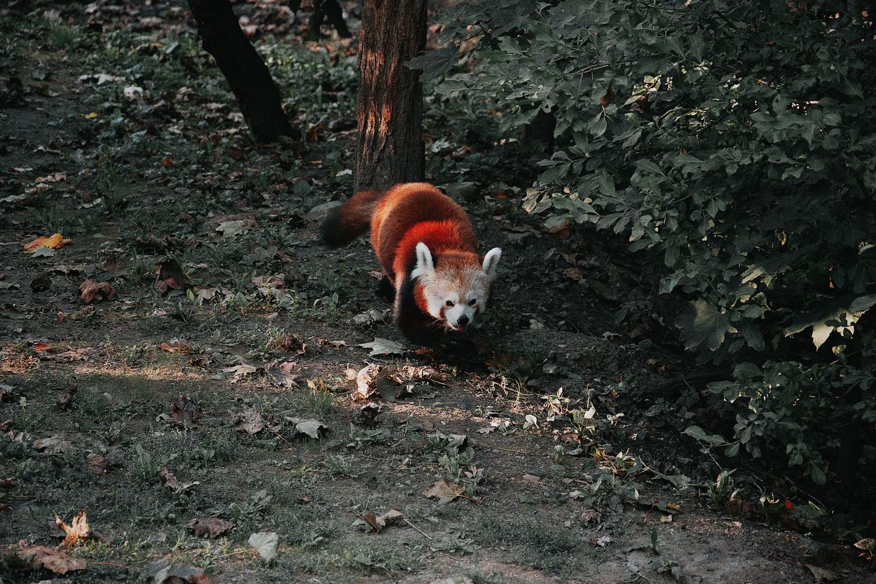 a red panda roaming in a forest in hungary during the fall season