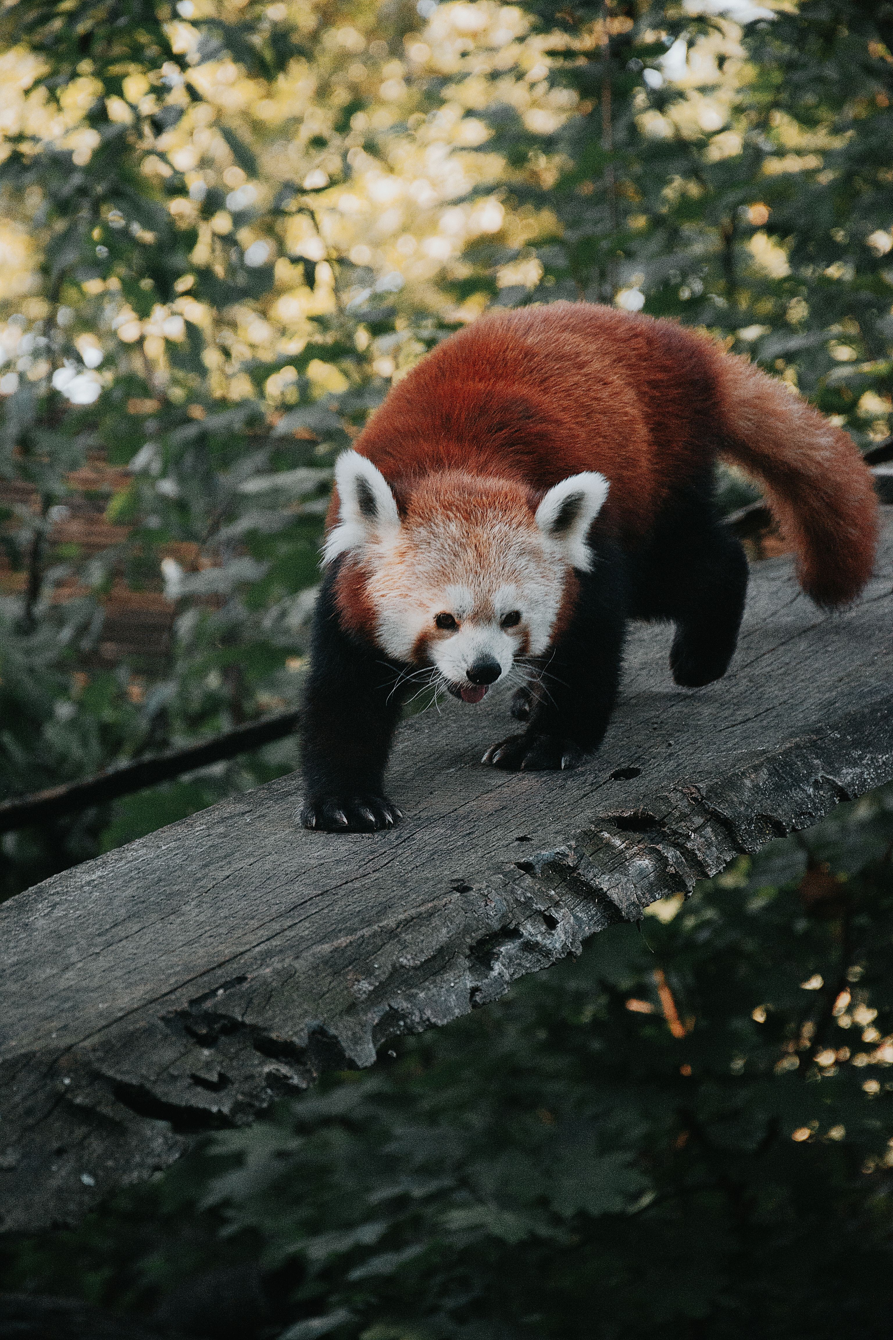 Red Panda Balancing on Tree Trunk in Hungary · Free Stock Photo