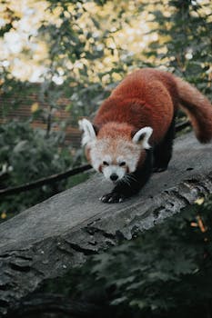 A red panda gracefully navigates a log surrounded by lush greenery, showcasing its natural habitat.