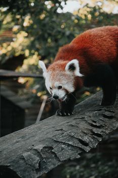 A serene image of a red panda balancing on a log in a natural setting, captured in Hungary.