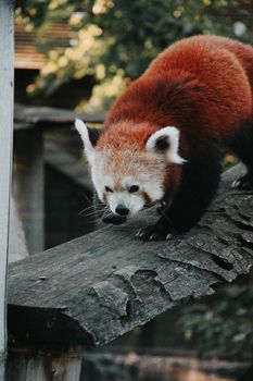 A red panda gracefully navigates a weathered wooden log amidst natural surroundings.