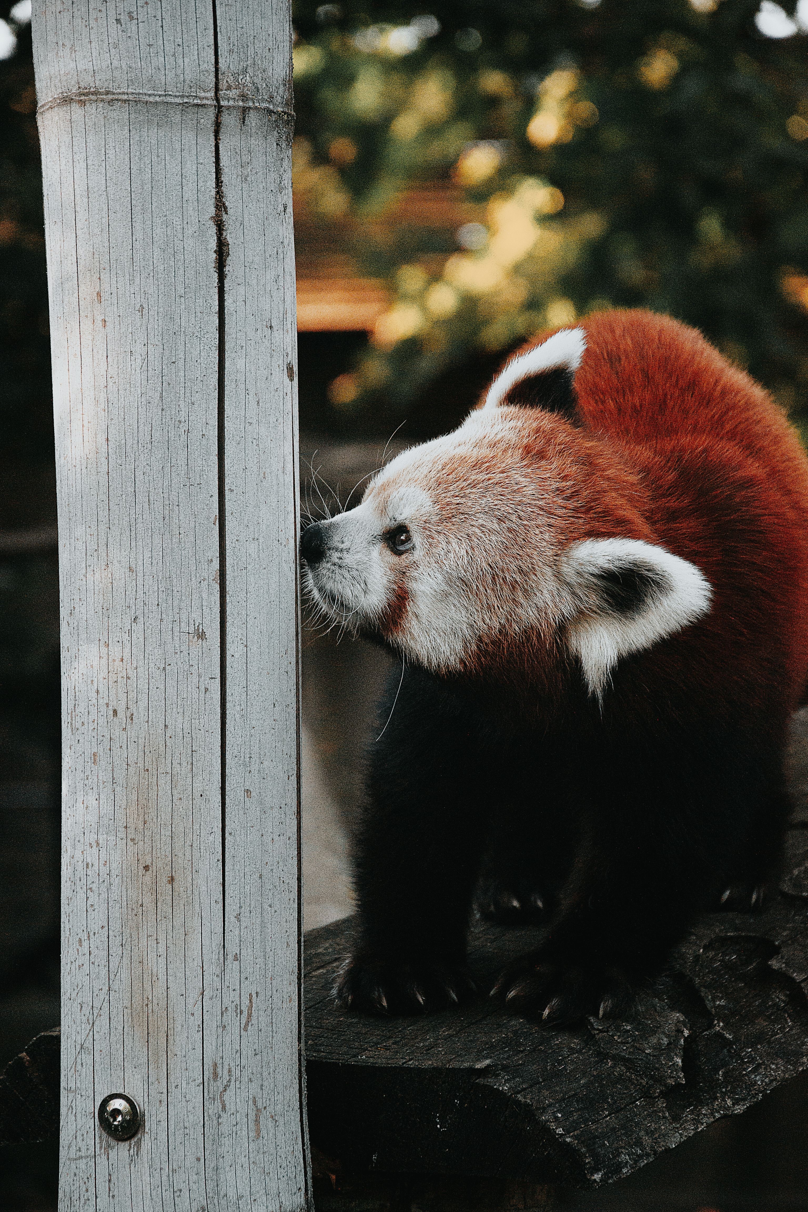 Cute Panda Wallpaper For Laptop Photos Download The Best Free Cute