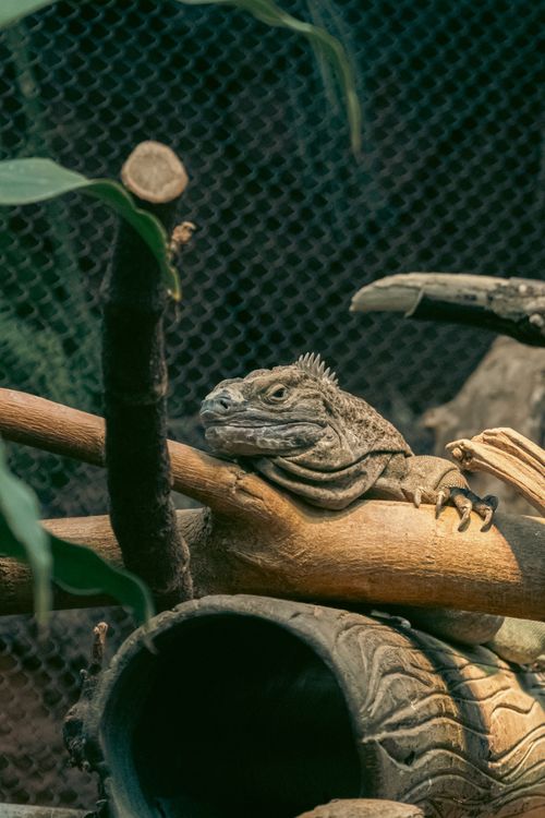 Free A detailed image of an iguana resting on wood branches inside a zoo in Chicago. Stock Photo