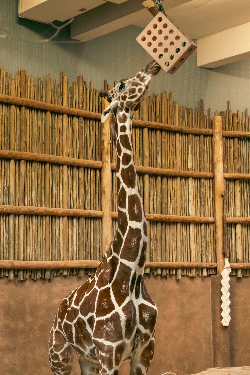 Giraffe feeding at Lincoln Park Zoo in Chicago