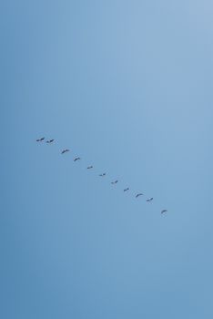 A serene view of a bird flock soaring across a clear blue sky in minimalistic fashion.