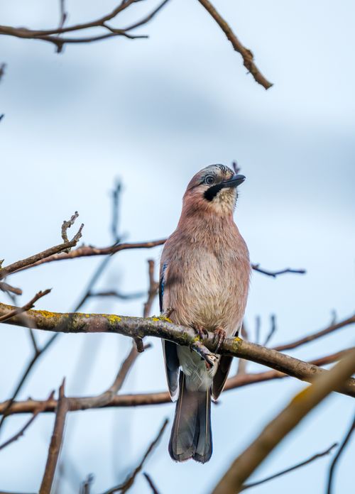 Free A beautiful Eurasian Jay bird perched calmly on a branch against a clear sky. Stock Photo