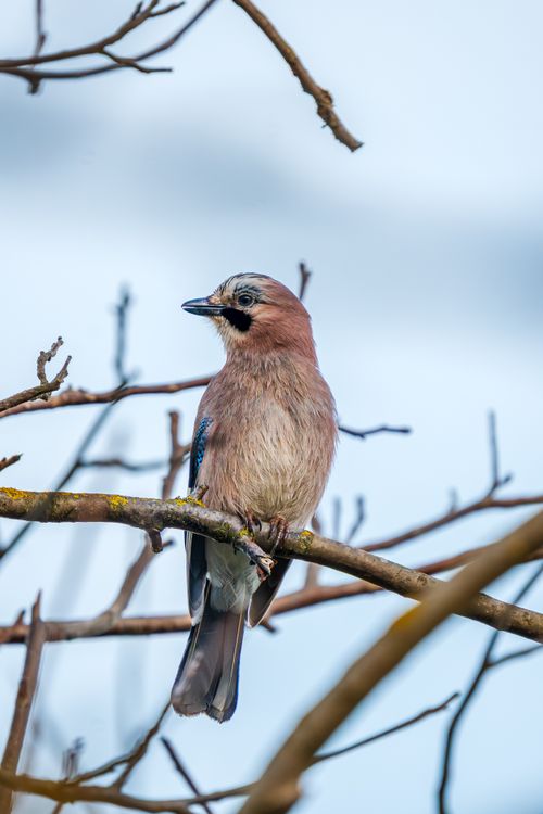 Free Eurasian Jay (Garrulus glandarius) resting on a branch, perfect for birdwatching and nature themes. Stock Photo