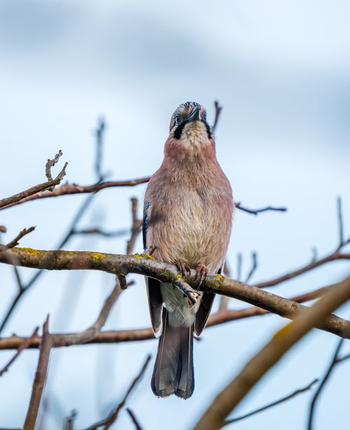Free Close-up of an Eurasian Jay bird perched on a branch in a natural setting against a blue sky. Stock Photo