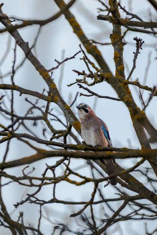 Free Eurasian Jay perched among bare branches on a winter day. Stock Photo