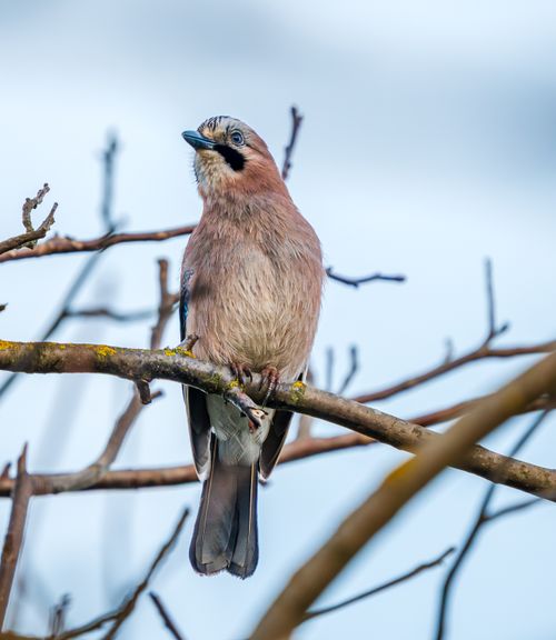 Free Eurasian Jay bird sitting on a branch with a clear winter sky background. Stock Photo