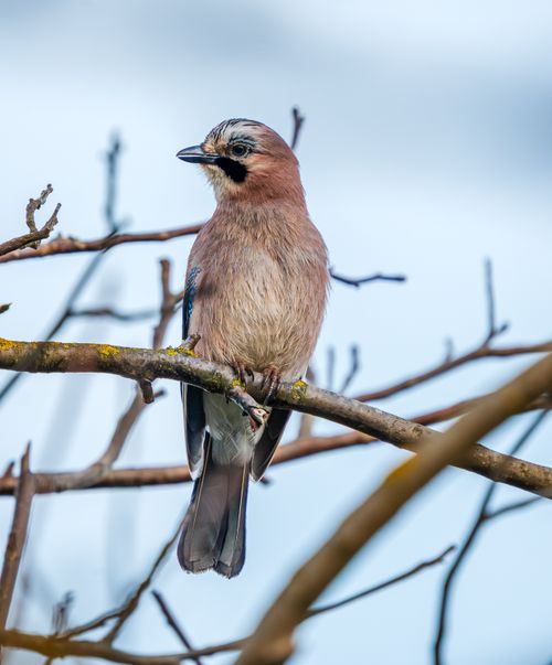 Free Eurasian Jay bird sitting on a tree branch captured in clear daylight outdoors. Stock Photo