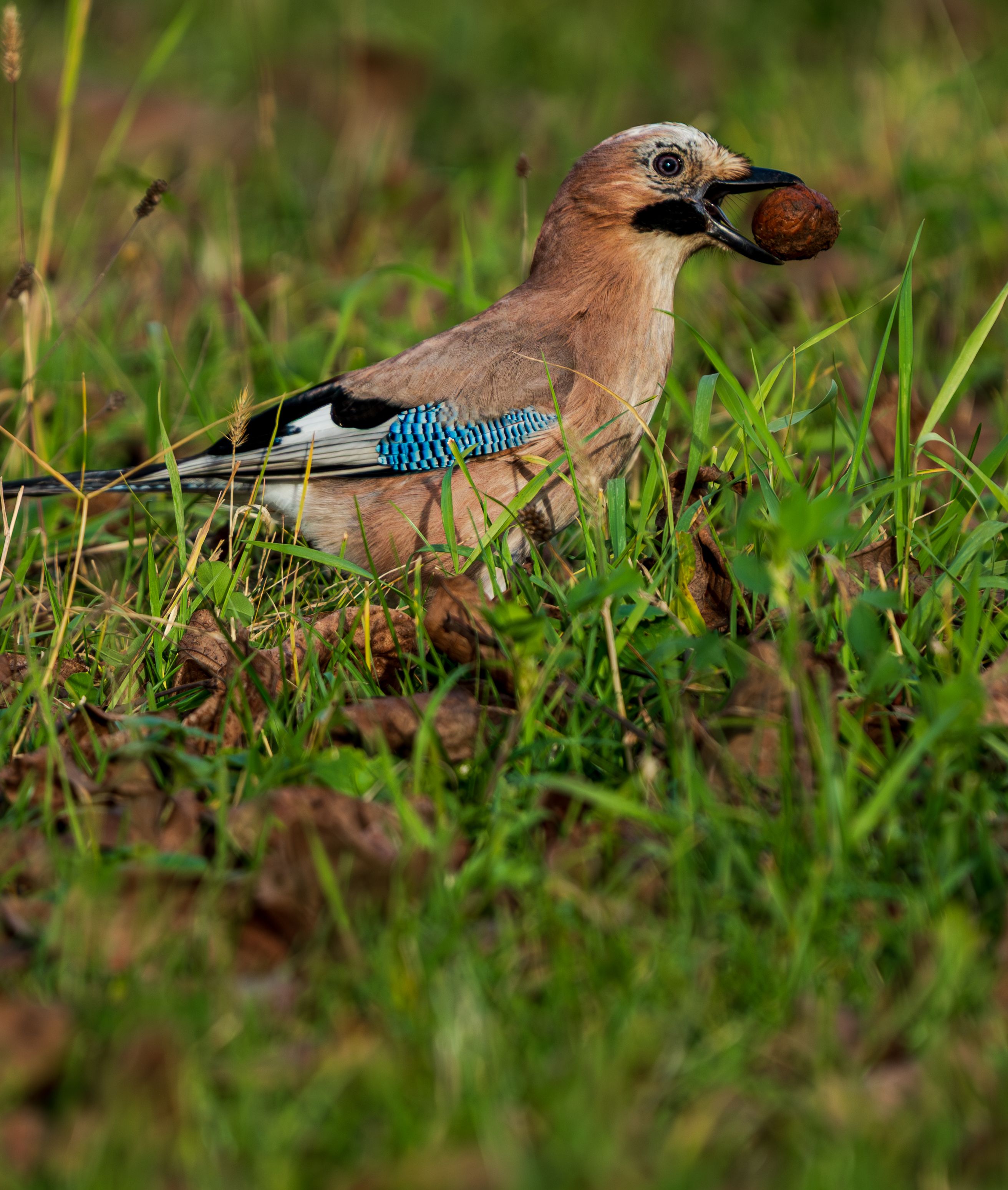 Eurasian Jay with nut in beak amidst vibrant green grass, showcasing natural wildlife behavior.