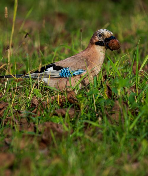 Free Close-up of an Eurasian Jay holding a nut in grassy field, showing vivid blue wing feathers. Stock Photo