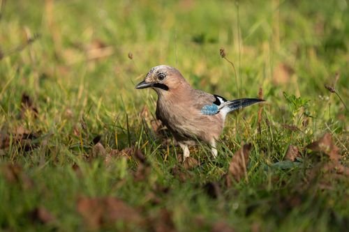 Free Close-up of Eurasian Jay (Garrulus glandarius) in green grass, exploring a meadow. Stock Photo
