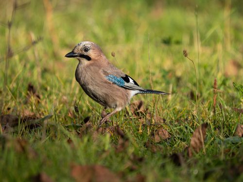 Free Eurasian Jay in its natural grassy habitat with vivid plumage captured during the day. Stock Photo