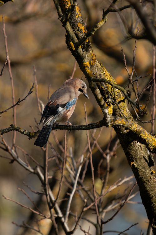 Free A Eurasian Jay resting on a tree branch during a cold winter day. Stock Photo