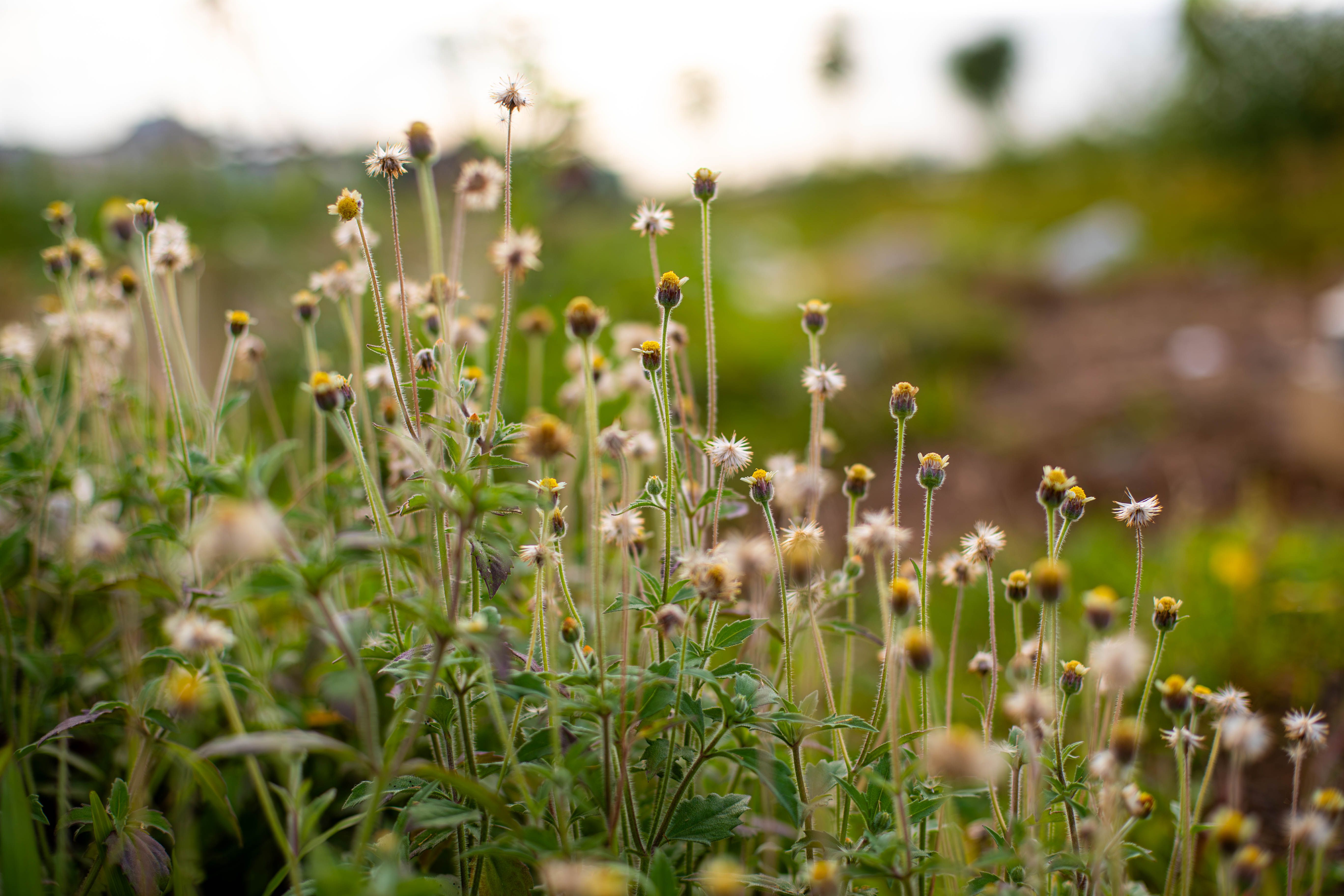 Close-Up of Wildflowers in a Natural Field · Free Stock Photo