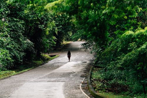 Free A solitary person walks down a peaceful, lush green forest pathway on a cloudy day. Stock Photo