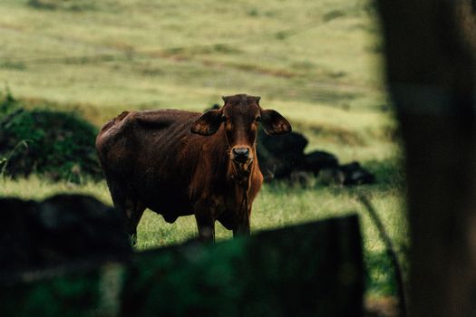 A brown cow stands alone in a lush green pasture on a cloudy day.