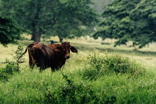 A lone brown cow stands amidst lush greenery with trees in the background during a rainy day.