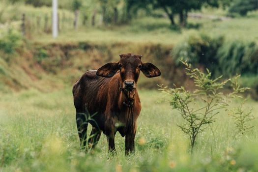 A single cow stands in a vibrant green field, surrounded by trees on a cloudy day.