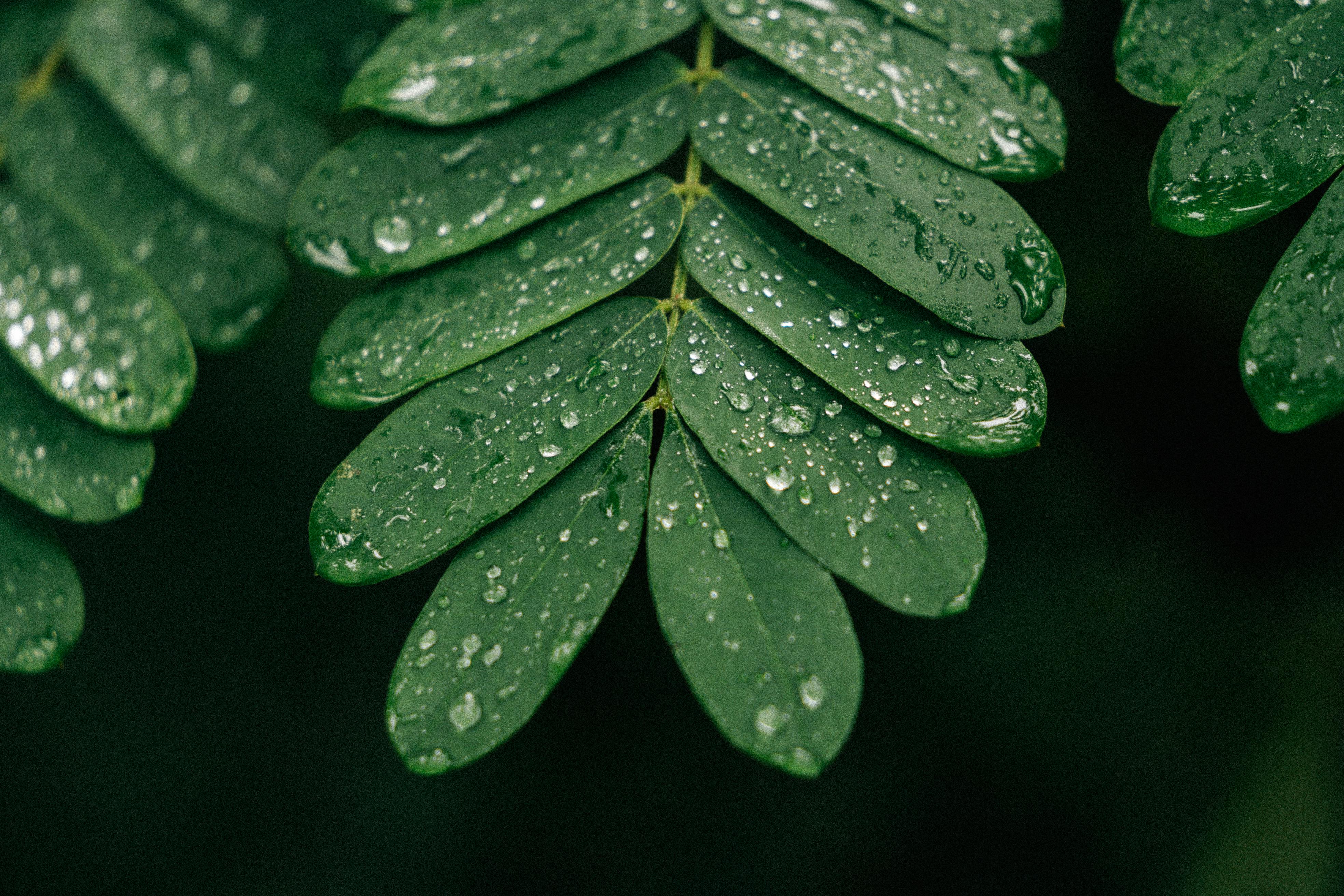 Detailed macro shot of dewdrops on lush green leaves, showcasing nature's beauty.
