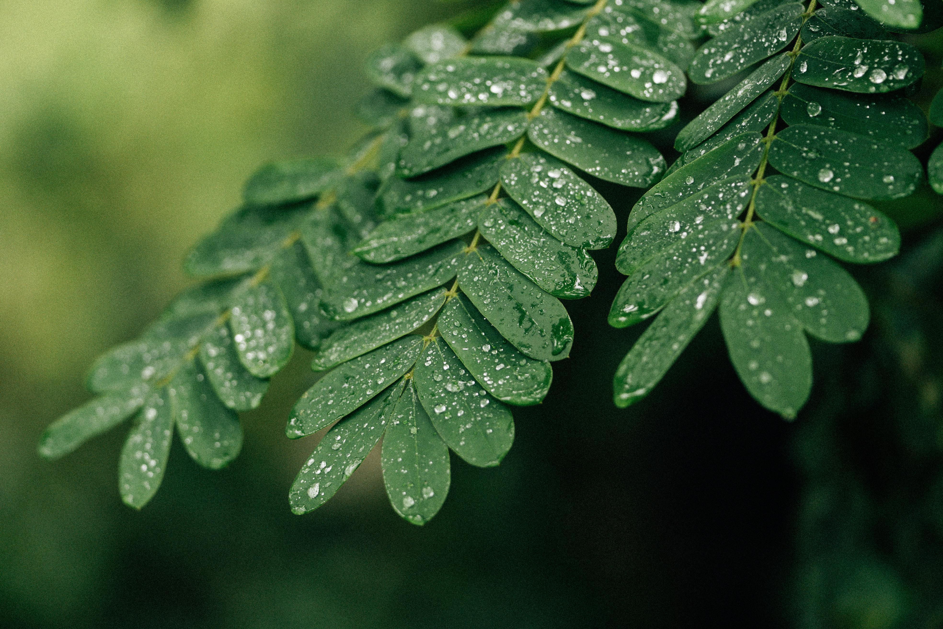 Detailed view of green leaves with droplets after rain, showcasing nature's beauty.
