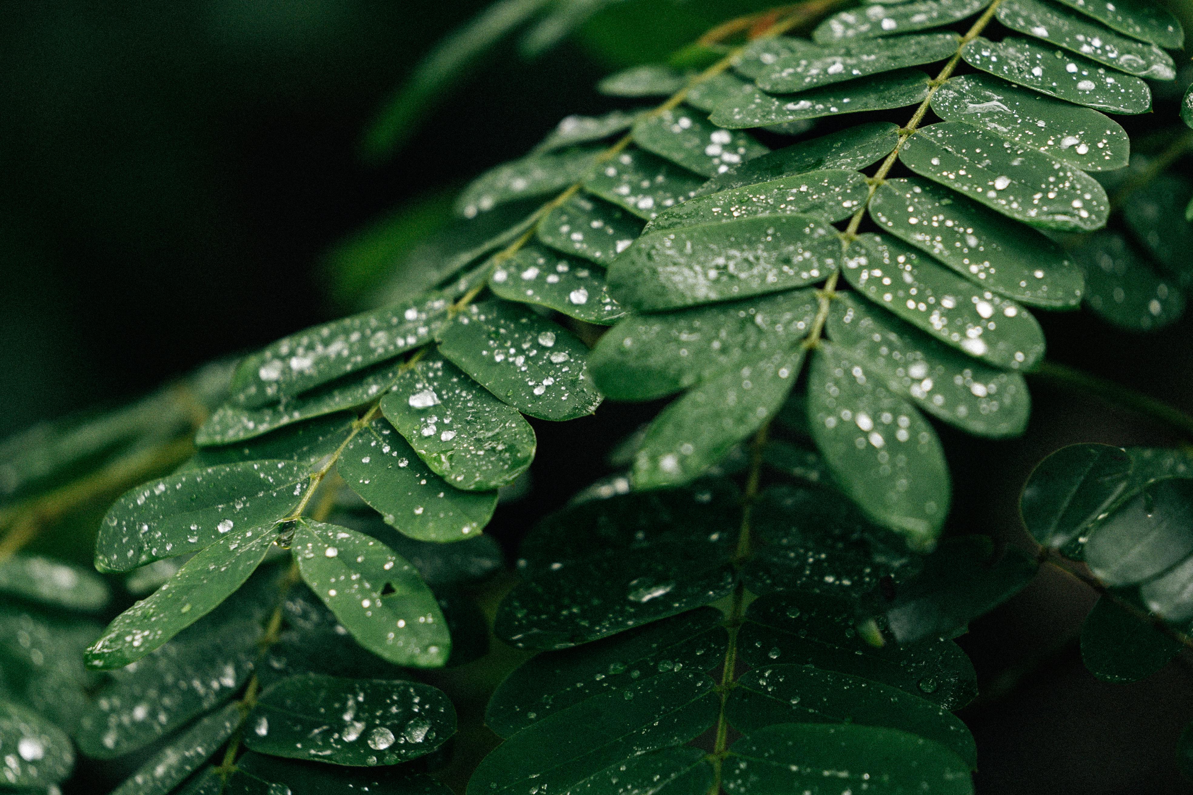 Detailed close-up of vibrant green leaves covered in morning dew drops, showcasing nature's beauty.