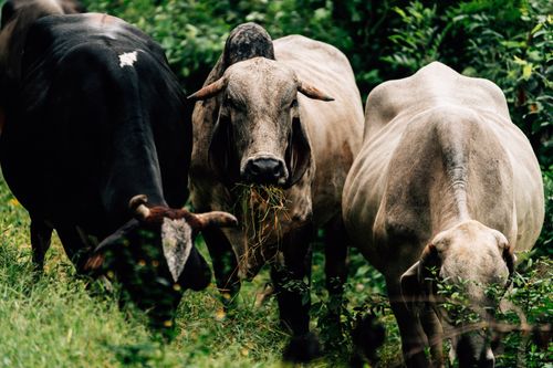 Free Three cows grazing in a lush green field, captured in a vibrant and natural setting. Stock Photo