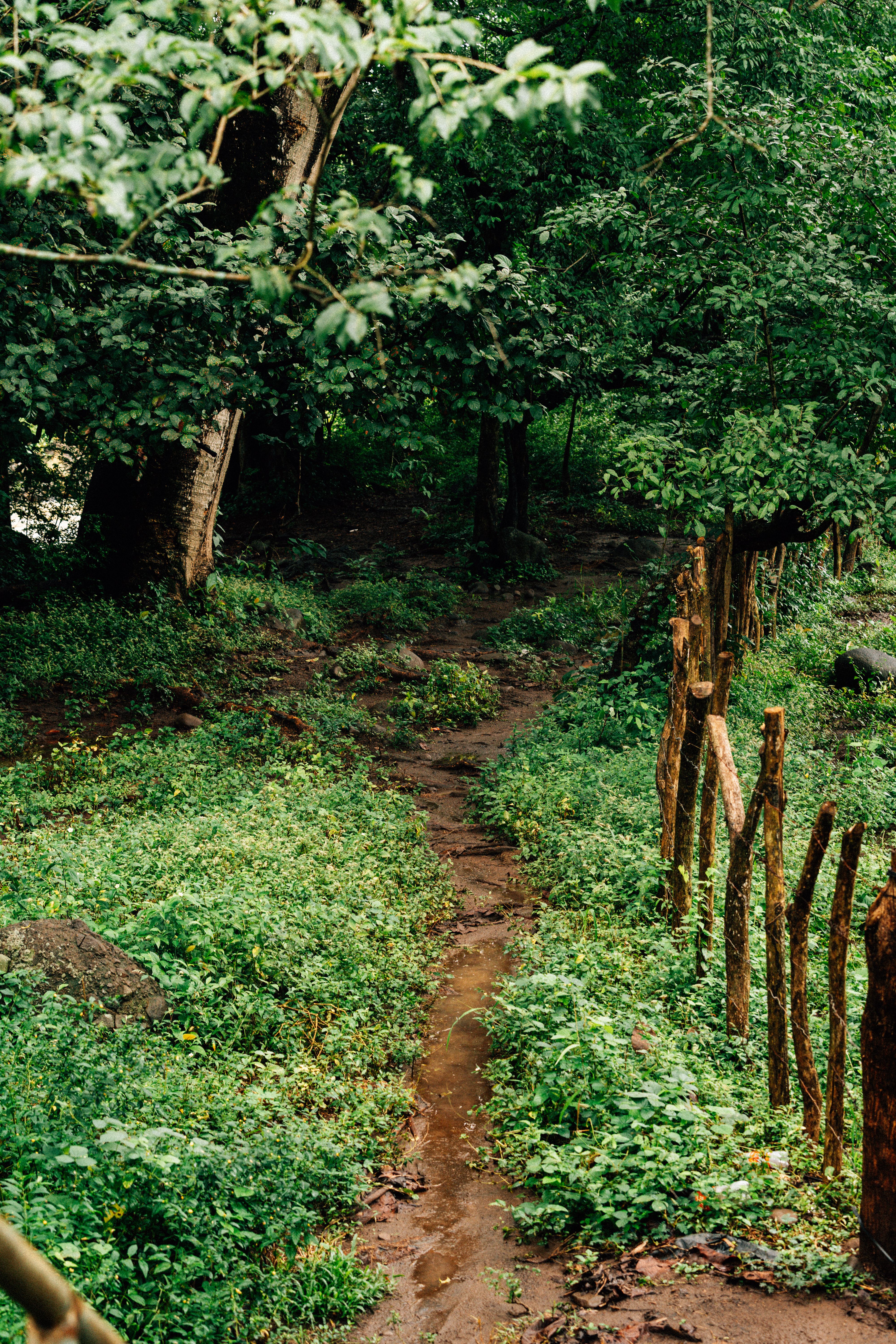 Lush Green Forest Pathway in Summer · Free Stock Photo