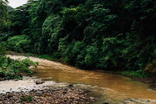 Free A serene river flowing through a lush green forest, surrounded by dense foliage. Stock Photo